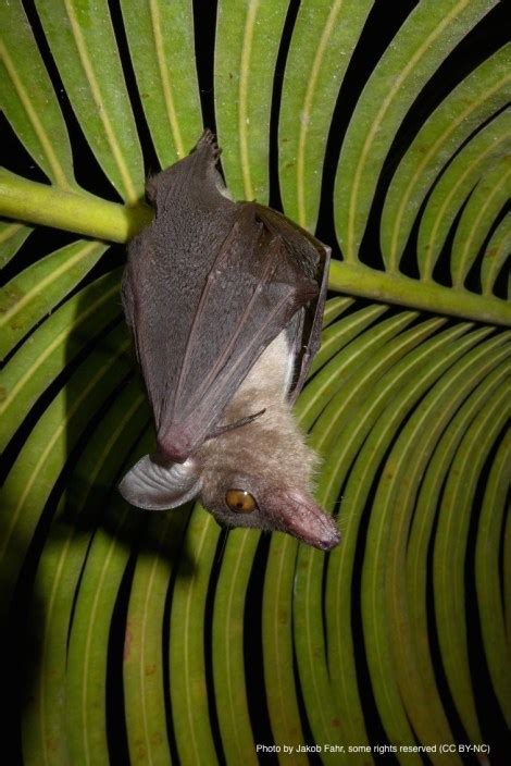 Featured Creatures: Nectar Bats – National Geographic Education Blog