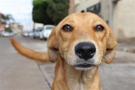 Día Internacional del Perro Callejero cómo nace este día Canal 26