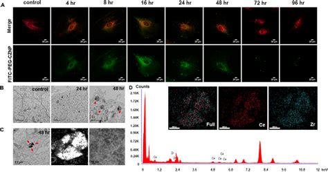 Intracellular Localization And Biodistribution Of The Peg Cznps A Download Scientific Diagram