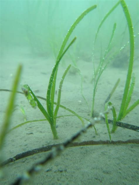 Meet The Super Plant From Nova Scotia’s Shorelines Eelgrass New Lynx Media