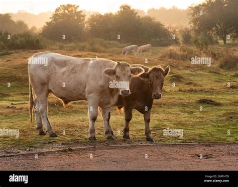 Moor Park Hi Res Stock Photography And Images Alamy