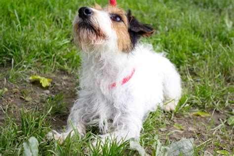 Apagi Ferghi Chien Crois Jack Russel Terrier La Robe Tricolore