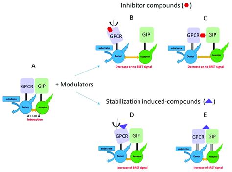 Modulators Can Induce PPI Inhibition Or Stabilization GPCR GIP