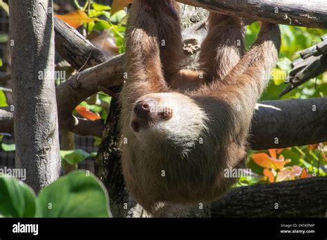 Sloth Hanging upside down Stock Photo - Alamy