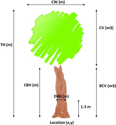 Schema Of Tree Parameters Location Coordinates X Y Tree Height