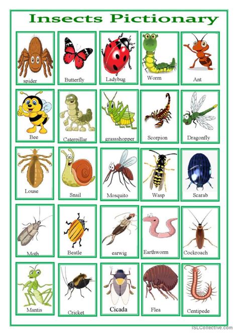 Insects Pictionary English Esl Worksheets Pdf Doc Hot Sex Picture