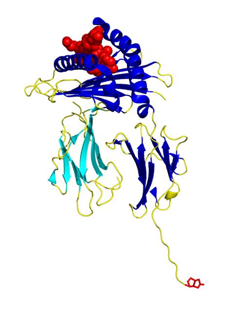 Prom1™ Mhc Class I Monomers Biotin Labeled Proimmune Mastering