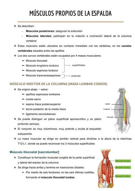 Músculos Propios de la Espalda Marti Vaccaro uDocz