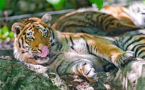 Pap Is De Parede Amur Tigre Predador Pedra Descanso X Hd Imagem