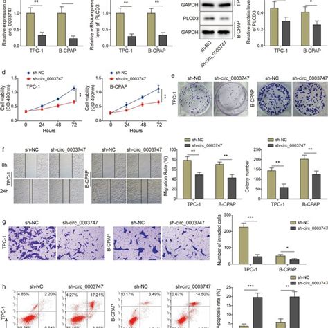 Circ 0003747 Knockdown Suppresses TC Cells Progression A B The