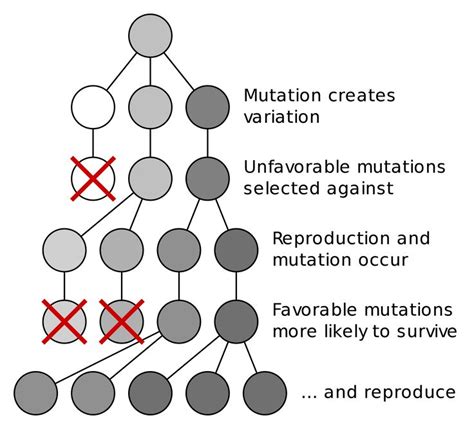 Evolution And Natural Selection Lessons