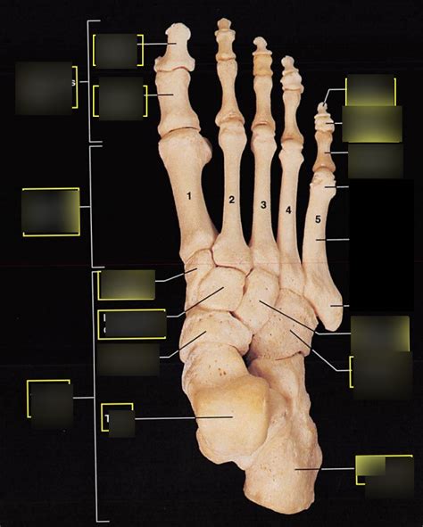 Foot and Ankle Bones Diagram | Quizlet