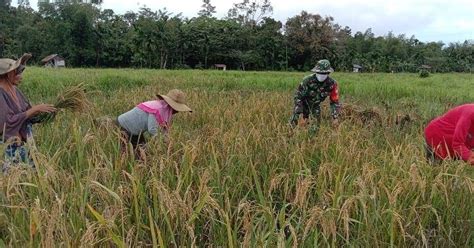 Babinsa Turun Kesawah Bantu Petani Panen Padi Analisis Co Id