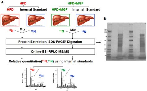 Workflow For Analysis Of Differential Expression Of Proteins Upon Mgf Download Scientific