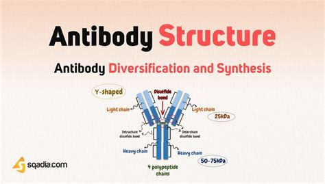 Antibody Diversification and Synthesis - Antibody Structure