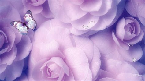 Gorgeous Background Purple Roses Images For Your Screensaver Or Desktop