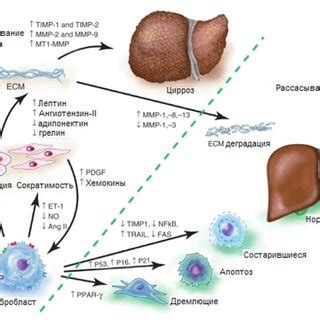 -Mechanisms of hepatic stellate cells activation [5] | Download Scientific Diagram