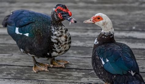 Muscovy Duck Breed Profile Farmhouse Guide