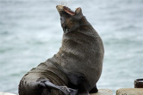 Kaikoura's Seal Colony | Where to Find Them and What to Expect?