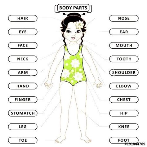 35 Partes Del Cuerpo Humano En Ingles Y Espanol Themeloader