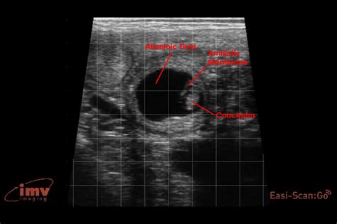 30 Day Pregnancy Bovine Easi Scango Imv Imaging