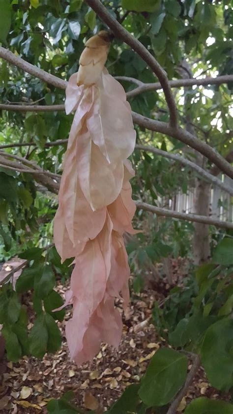 Handkerchief Tree - Maniltoa lenticellata - Project Plants