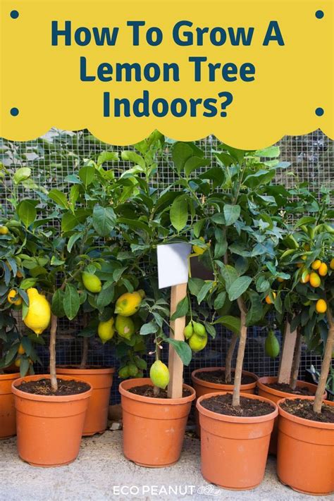 How To Grow A Lemon Tree Indoors Artofit