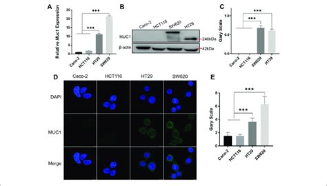 Identification Of MUC1 Expression In Colorectal Cancer Cells A