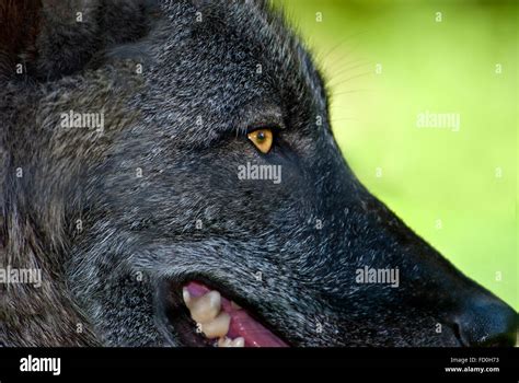 Wolf Teeth High Resolution Stock Photography And Images Alamy