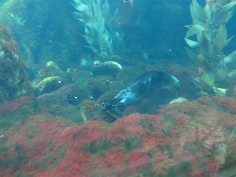 Sea Otters Monterey Bay Aquarium Monterey California Flickr