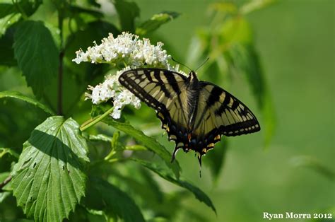 dragonflies  butterflies crows path