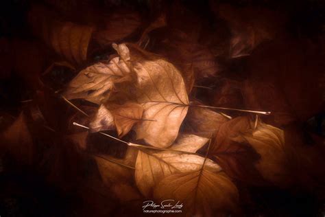 Les feuilles d'un automne