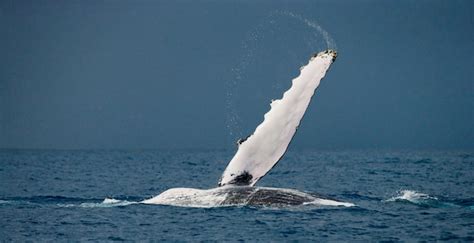 Premium Photo | Fin humpback whale