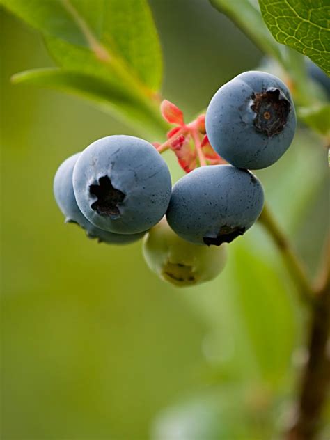 Bushel And Berry Peach Sorbet Blueberry Bush Gardener S Supply