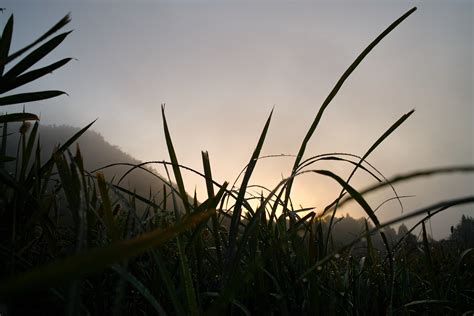 Free Images Nature Horizon Light Plant Sky Sunrise Sunset