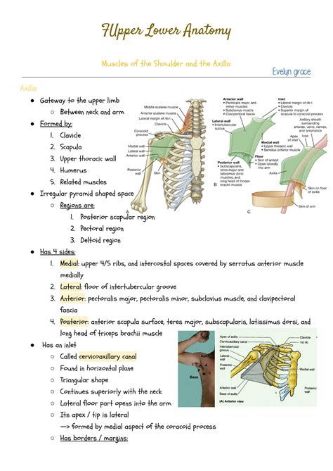 SOLUTION: Shoulder and axilla muscles anatomy - Studypool