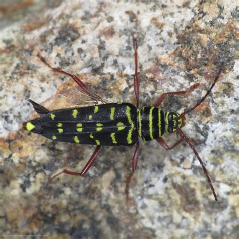 Tucanes Familia Ramphastidae Biodiversidad Farallones Del Citar