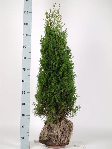 Edel Lebensbaum Thuja Smaragd