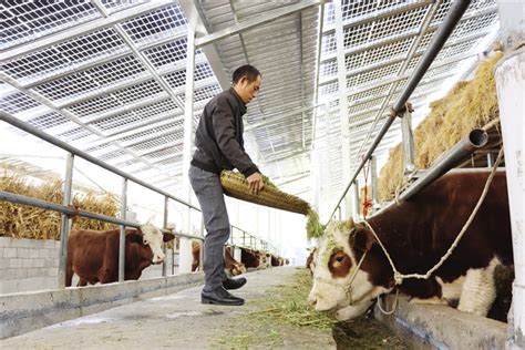 黔江区首个“牧光互补”光伏养牛场建成投用重庆市黔江区人民政府