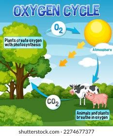 Oxygen Cycle Diagram Science Education Illustration Stock Vector (Royalty Free) 2274677377 ...