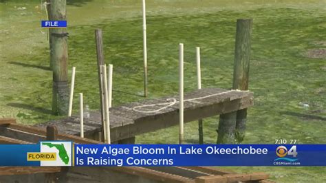 Blue Green Algae Bloom Found In Lake Okeechobee Youtube