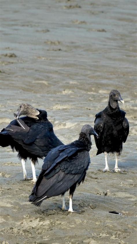 Vultures As Ecosystem Engineers Video In 2024 Nature Birds Wild