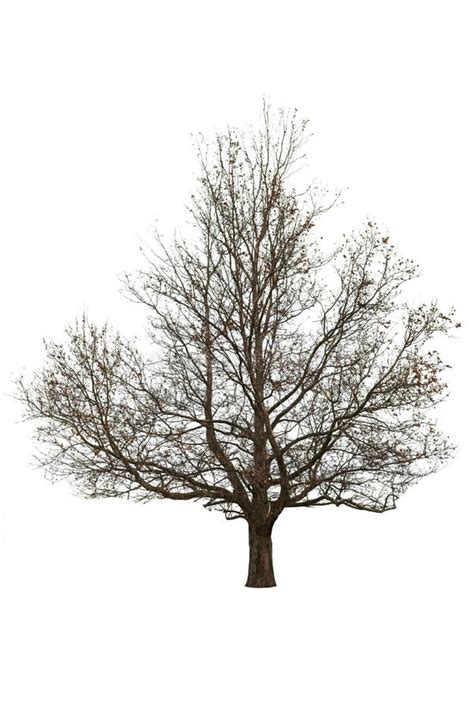 Naked Tree On White Stock Photo Image Of Isolated Clean