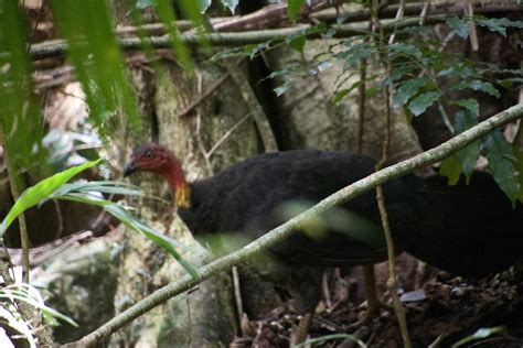 Australian Brushturkey From Tamborine Mountain Qld Australia On