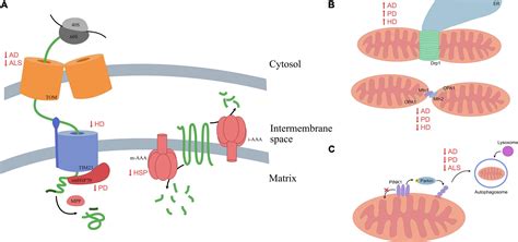 Frontiers Altered Mitochondrial Protein Homeostasis And Proteinopathies