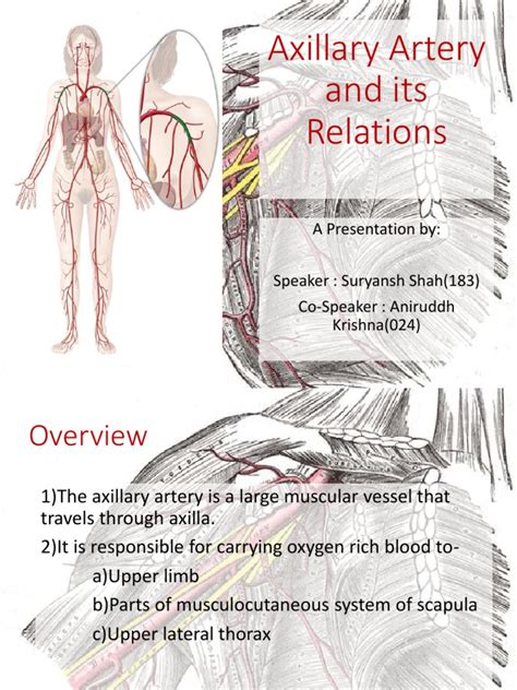 Axillary Artery And Its Relation Pdf Musculoskeletal System Limbs Anatomy