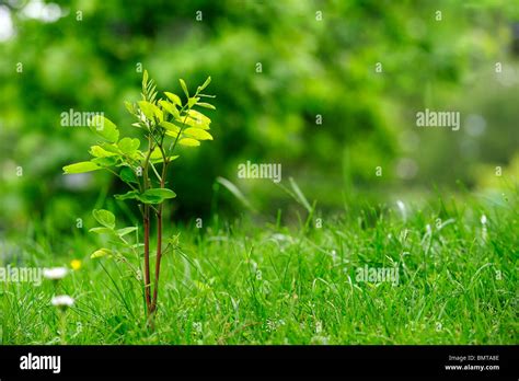 Seedling Of A Black Locust Tree Robinia Pseudoacacia An Invasive