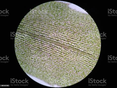 Aquatic Plant Cell Under Microscope View Stock Photo Download Image