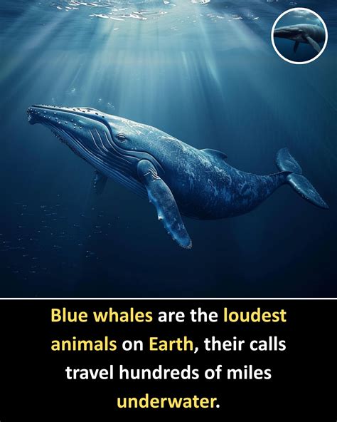 loudest animal world 1