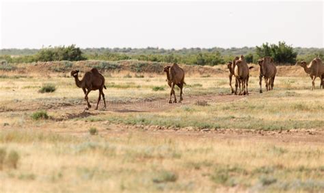 Caravan of Camels in the Desert Stock Image - Image of landscape, heat: 107692407